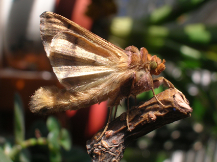 Chrysodeixis chalcites